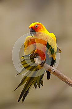 The sun parakeet Aratinga solstitialis, stretching its wings on a branch. Yellow parrot with light background and spread tail.