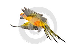 Sun parakeet, bird, Aratinga solstitialis, flying, isolated