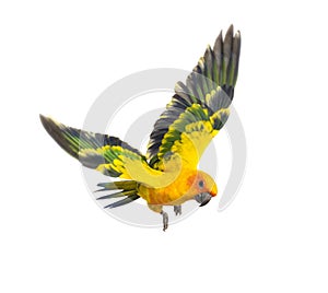 Sun parakeet, bird, Aratinga solstitialis, flying, isolated photo