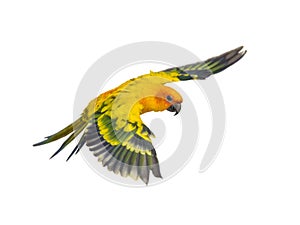 Sun parakeet, bird, Aratinga solstitialis, flying, isolated photo