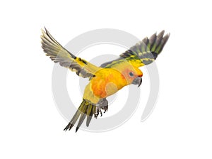 Sun parakeet, bird, Aratinga solstitialis, flying, isolated photo