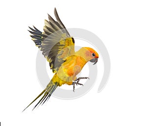 Sun parakeet, bird, Aratinga solstitialis, flying, isolated