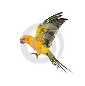 Sun parakeet, bird, Aratinga solstitialis, flying, isolated