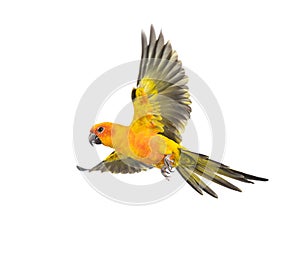 Sun parakeet, bird, Aratinga solstitialis, flying, isolated photo