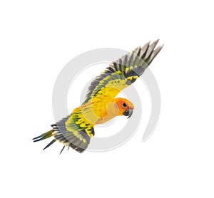 Sun parakeet, bird, Aratinga solstitialis, flying, isolated photo