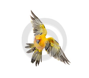 Sun parakeet, bird, Aratinga solstitialis, flying, isolated photo