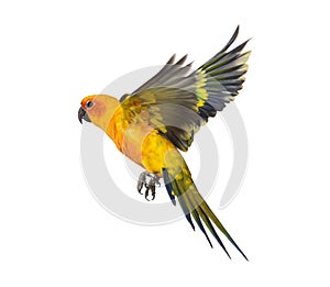 Sun parakeet, bird, Aratinga solstitialis, flying, isolated