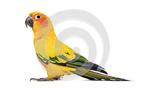 Sun parakeet, bird, Aratinga solstitialis, isolated