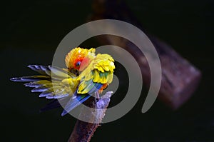 Sun parakeet cleans up