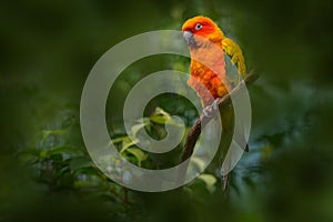 Sun parakeet conure, Aratinga solstitialis, red orange parrot native in Venezueala and Guana, northeastern South America. Aratinga