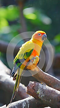 A Sun Parakeet is eating apple on the trunk