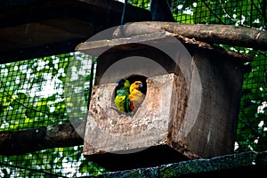 Sun Parakeet and Nanday Parakeet Couple at Parque das Aves - Foz do Iguacu, Parana, Brazil photo