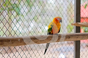 A Sun Parakeet parrot sleeping and perching on the branch