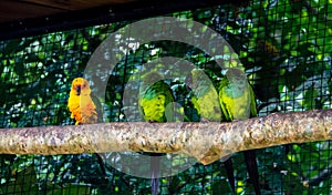 Sun Parakeet standing out close to Nanday Parakeets at Parque das Aves - Foz do Iguacu, Parana, Brazil photo