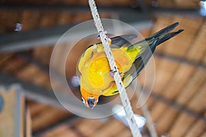 Sun Parakeet standing on the rope