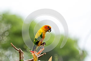 Sun Parakeet (Sun Conure)