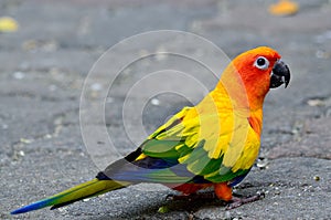 Sun parakeet or sun conure (Aratinga solstitialis) the lovely ye