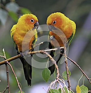 The Sun Parakeet or Sun Conure Parrots photo