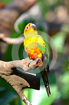 A Sun Parakeet on the trunk