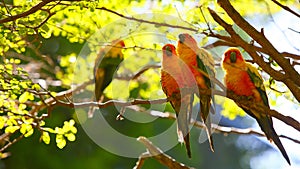 Sun Parakeets on the branch
