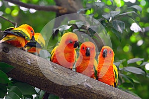 Sun parakeets, Singapore photo