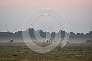 Sun peaking through the clouds in the misty morning ponies feeding