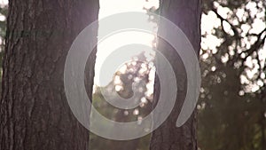 Sun peaking through pine trees in the forest. Glowing sun rays coming through tree trunk