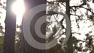 Sun peaking through pine trees in the forest. Glowing sun rays coming through tree trunk