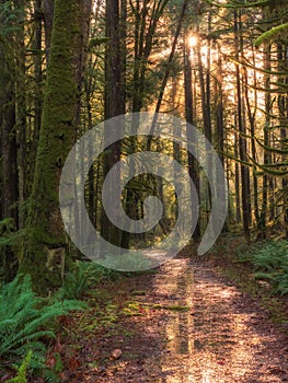 Sun peaking through the trees along a forest path