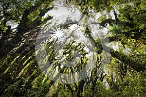 Sun peaking through trees in Goblin`s Forest, Mt. Taranaki, New Zealand