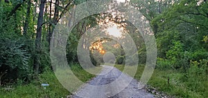 Sun peaking through wooded trail Michigan