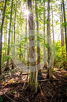 The sun peeks through trees in Alabama swamp