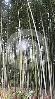 The sun penetrated the bamboo forest.