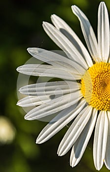 Sun petals in the park