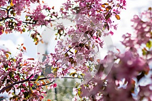 Sun pink flowers blure background