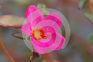 Sun plant (Portulaca grandiflora)