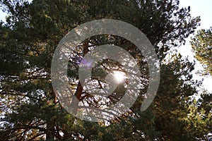 The sun is playfully peeping