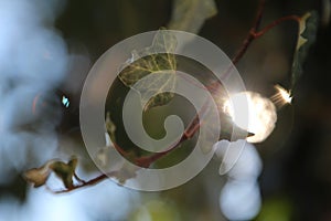 The sun plays on the green leaves of ivy