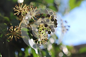 The sun plays on the green leaves of ivy