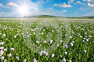 Sun and poppy field