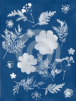 Sun printing, cyanotype process. Floral pattern on watercolor paper.