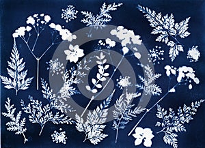 Sun printing, cyanotype process. Floral pattern on watercolor paper.