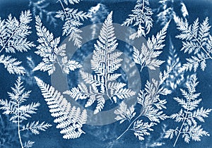 Sun printing, cyanotype process. Floral pattern on watercolor paper.