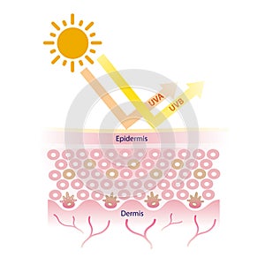Sun protection with broad spectrum sunscreen vector on white background. photo
