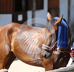 Sun protection with wet terrycloth on head of a thoroughbred sp