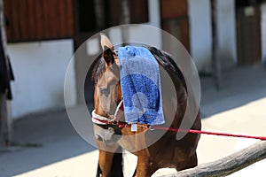 Sun protection with wet terrycloth on head of a thoroughbred sp