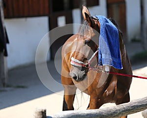 Sun protection with wet terrycloth on head of a thoroughbred sp