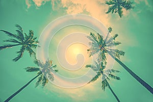 Sun rainbow circular halo phenomenon with palm trees, summer background