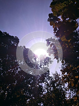 Sun raise between to tree dispersed light