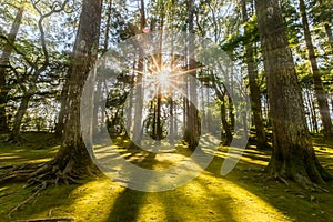 Sun ray coming through pine forest in Obi, Kyushu, Japan photo